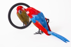 Lonely bird mirror