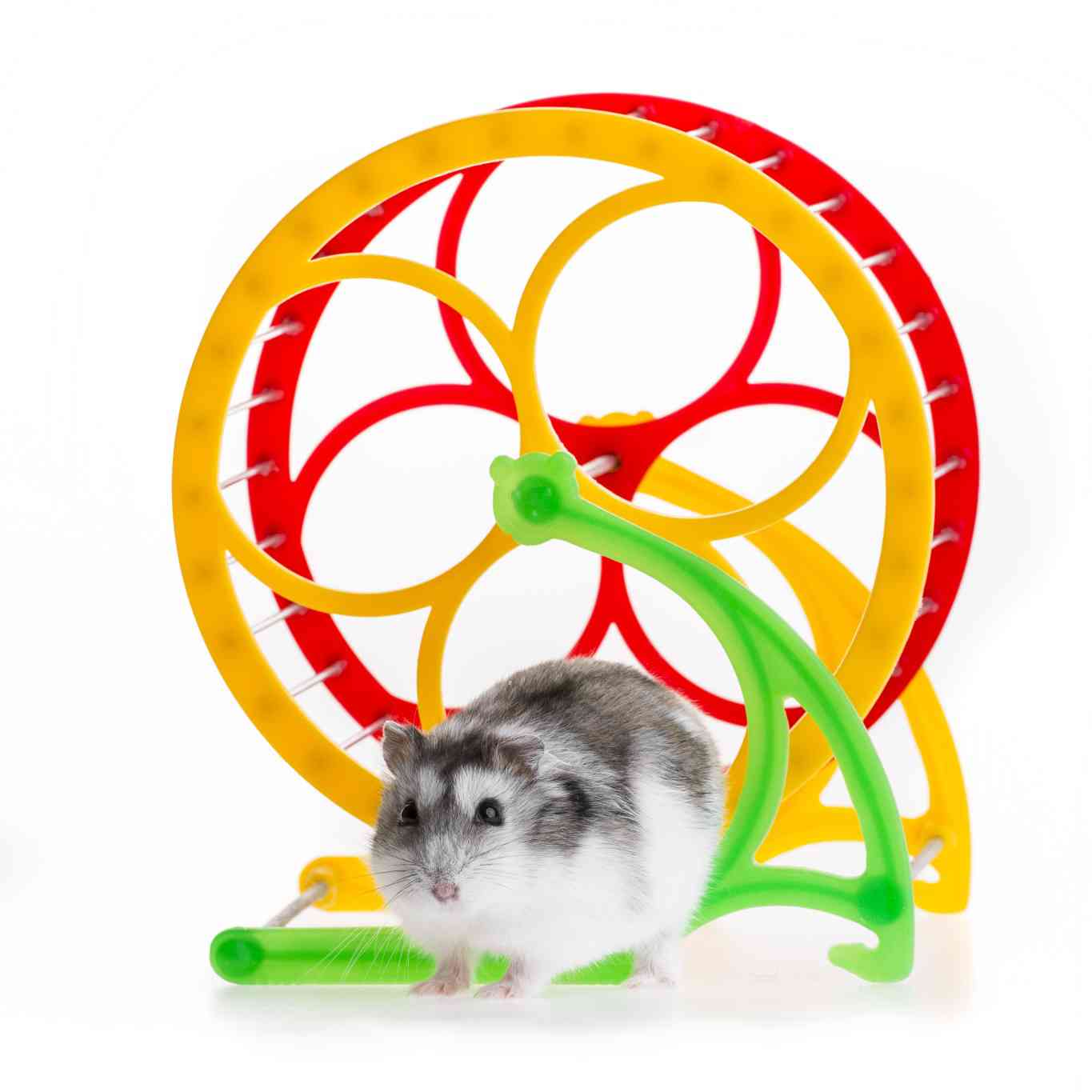 Hamster wheel